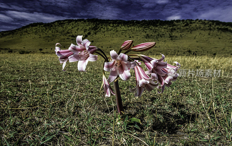 来自肯尼亚马赛马拉的Pyjama Lily, Crinum macowanii。石蒜科。